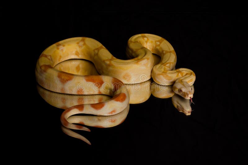 Boa Albinos Sur Le Fond Noir Photo stock - Image du herpétologie