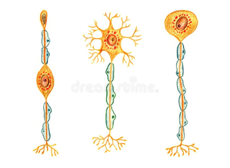 Neuron dwubiegunowy