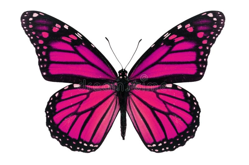 Motyl Rozowy () Motyl Rozowy