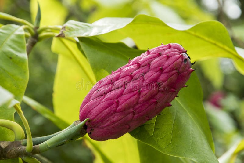Frukt för paraplymagnolia arkivfoto. Bild av magnolia - 76919436