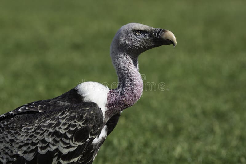 Ugly vulture stock image. Image of predatory, eagle, griffin - 12201053