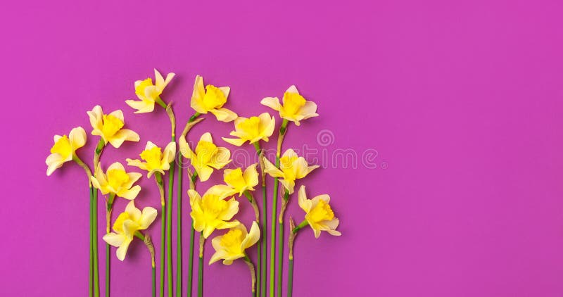 R 在明亮的桃红色紫红色的背景顶视图平的位置的黄色水仙或黄水仙花r 库存照片 图片包括有