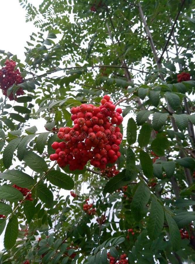 R?d b?rViburnum arkivbild R?d b?rViburnum arkivbild