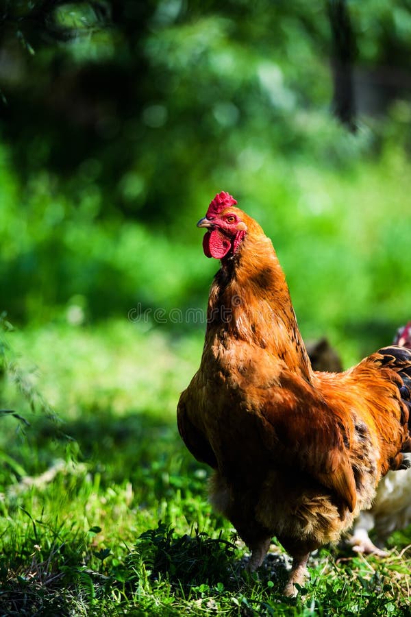 r?d rooster Hane lantlig lantlig bild i solig dag arkivbild r?d rooster Hane lantlig lantlig bild i solig dag arkivbild