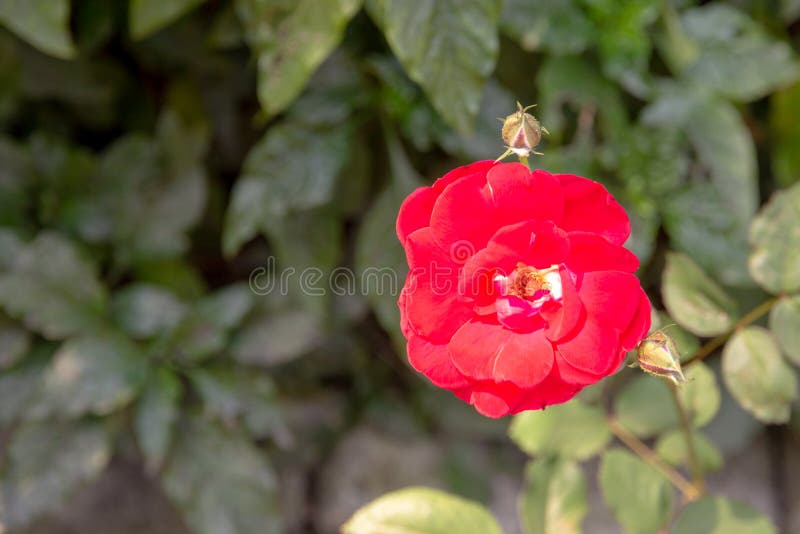 Red Rose flower on the branch in the Garden