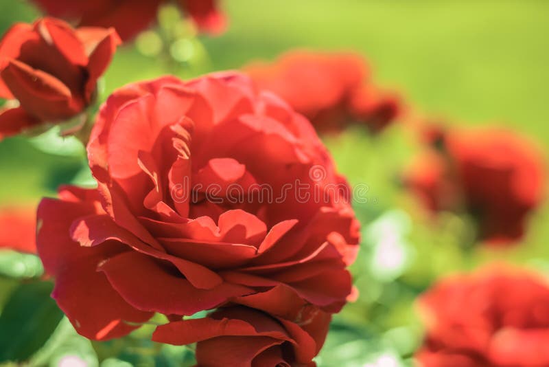 R?da ro i tr?dg?rden Sommar blommar i parkera H?rlig blom- bakgrunds? bakgrund med f?rgrika blommor royaltyfri fotografi R?da ro i tr?dg?rden Sommar blommar i parkera H?rlig blom- bakgrunds? bakgrund med f?rgrika blommor royaltyfri fotografi