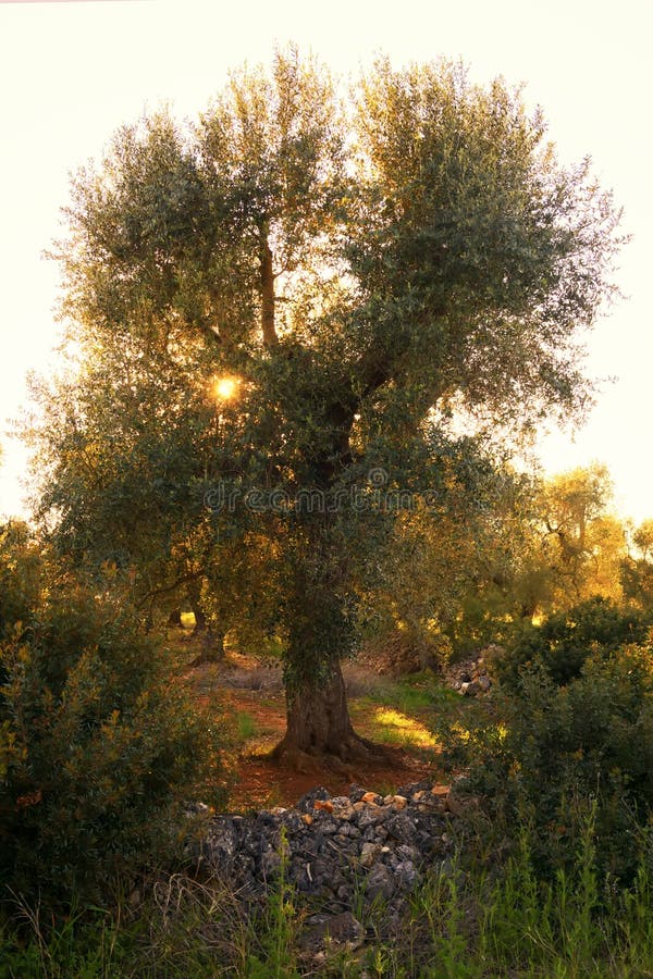 R?gion de l'Italie, Puglia, au sud du pays Plantation traditionnelle des oliviers photos libres de droits R?gion de l'Italie, Puglia, au sud du pays Plantation traditionnelle des oliviers photos libres de droits