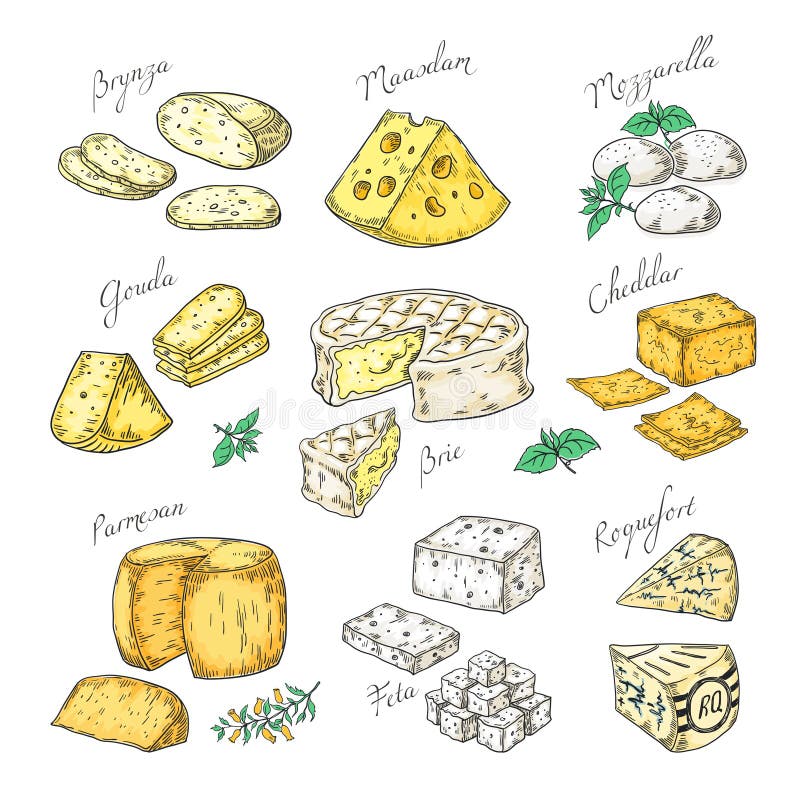 R? ka Rysuj? cy ser Doodle zakąski i karmowych plasterki, różni serowi typy Parmezańscy, brie cheddaru feta Wektorowy nakre? lenie ilustracja wektor