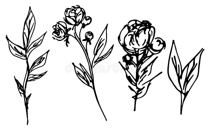R?ki Rysowa? ilustracje Abstrakcjonistyczny peonia kwiat Odizolowywaj?cy na bielu R?ka Rysuj?cy nakre?lenie kwiat Kreskowa sztuka ilustracja wektor R?ki Rysowa? ilustracje Abstrakcjonistyczny peonia kwiat Odizolowywaj?cy na bielu R?ka Rysuj?cy nakre?lenie kwiat Kreskowa sztuka ilustracja wektor