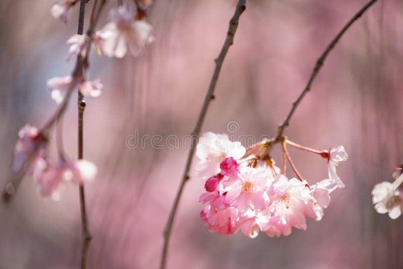 R?? owy Czere? niowy okwitni? cie lub Sakura kwiaty obraz stock