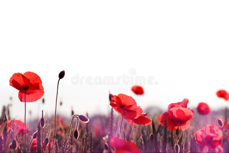 R?tt f?lt f?r vallmoblommor p? v?ren royaltyfri fotografi R?tt f?lt f?r vallmoblommor p? v?ren royaltyfri fotografi