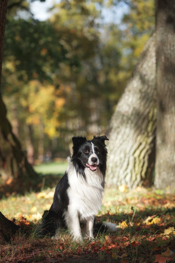 Banco de imagens : cachorro, Raça cão, Cão, como, mamífero, Border collie,  pastor australiano, Collie scotch, Cão pastor galesa, Cão raça, focinho,  Pastor australiano diminuto, Pastor inglês, Cão companheiro, Cão de  pastoreio