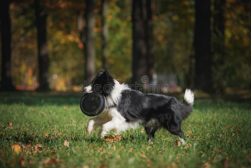 Banco de imagens : cachorro, Raça cão, Cão, como, mamífero, Border collie,  pastor australiano, Collie scotch, Cão pastor galesa, Cão raça, focinho,  Pastor australiano diminuto, Pastor inglês, Cão companheiro, Cão de  pastoreio