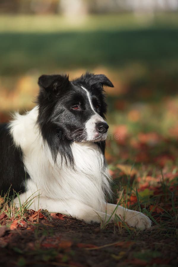 Banco de imagens : cachorro, Raça cão, Cão, como, mamífero, Border collie,  pastor australiano, Collie scotch, Cão pastor galesa, Cão raça, focinho,  Pastor australiano diminuto, Pastor inglês, Cão companheiro, Cão de  pastoreio