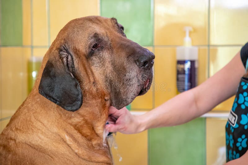 Raça Brasileira De Cachorro Fila Tomando Banho Com Sabão E água