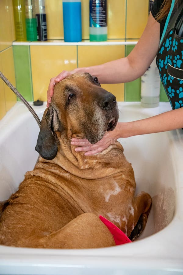 Raça Brasileira De Cachorro Fila Tomando Banho Com Sabão E água Foto de  Stock - Imagem de molhado, tomada: 170621744