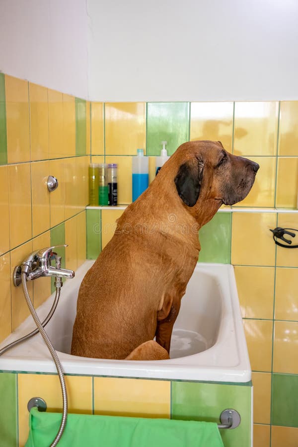 Raça Brasileira De Cachorro Fila Tomando Banho Com Sabão E água Imagem de  Stock - Imagem de lavador, higiene: 170622873