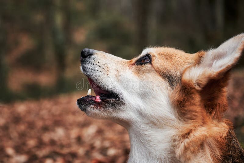 O Pastor Inglês é O Mais Inteligente Do Mundo. Collie Da Fronteira Marrom  No Treinamento De Serviço De Pastoreio Fica Feliz Sob a Imagem de Stock -  Imagem de amizade, animais: 215435891