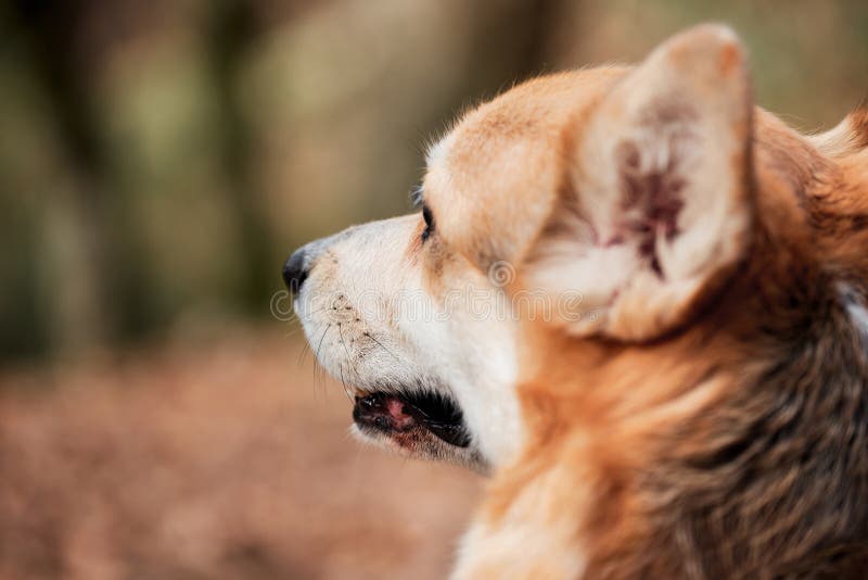 O Pastor Inglês é O Mais Inteligente Do Mundo. Collie Da Fronteira Marrom  No Treinamento De Serviço De Pastoreio Fica Feliz Sob a Imagem de Stock -  Imagem de amizade, animais: 215435891