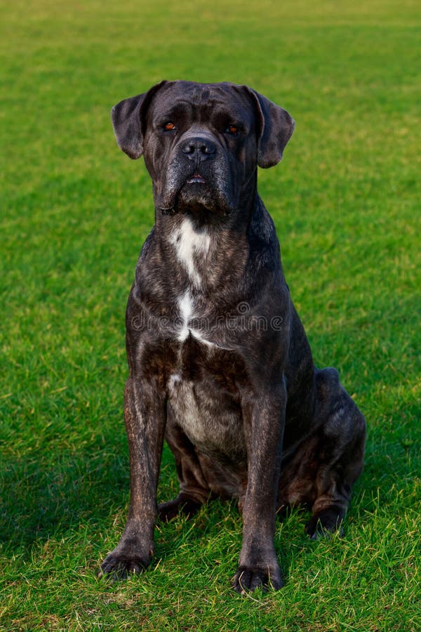 Raça Italiano Cane Corso Do Cão Foto de Stock - Imagem de nave, olhar:  138838968