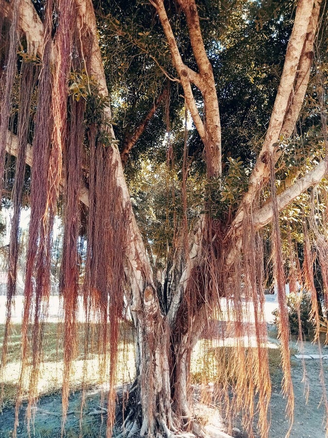 perfil Preparación Envío Raíces Colgantes En El árbol Banyan Imagen de archivo - Imagen de colgante,  secretario: 227713399