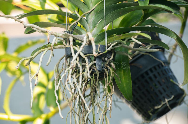 Raízes Da Orquídea Crescem Nos Espaços Do Vaso De Flores Perto Da Foto.  Orquídeas Crescem Sem Solo E Sem Erva Foto de Stock - Imagem de musgo,  casa: 210783842