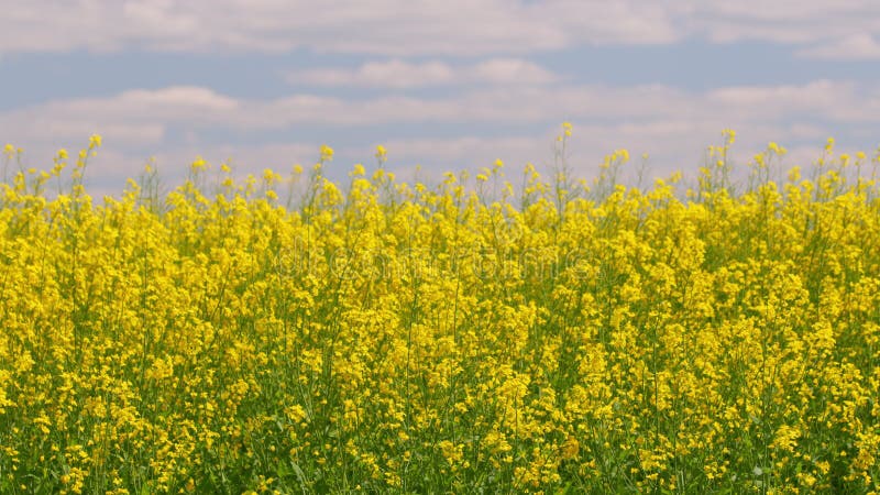 Raapzaad of canola. raapzaadbloemen die in de wind bewegen.