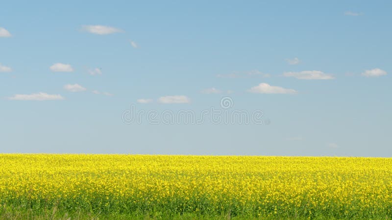 Raapzaadbloemen in een veld. raapzaadveld en blauwe lucht. panorama.