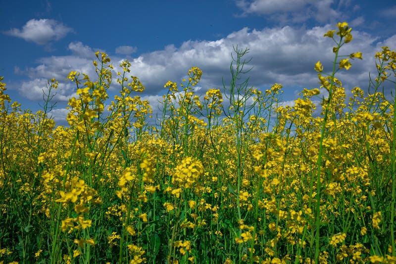 Raapzaadbloemen op een gebied onder bewolkte blauwe hemel royalty-vrije stock afbeeldingen Raapzaadbloemen op een gebied onder bewolkte blauwe hemel royalty-vrije stock afbeeldingen