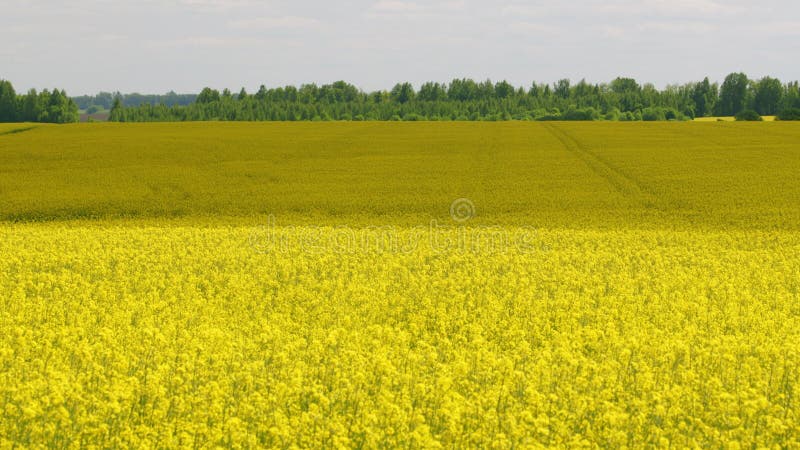 Raapzaadveld en blauwe lucht.