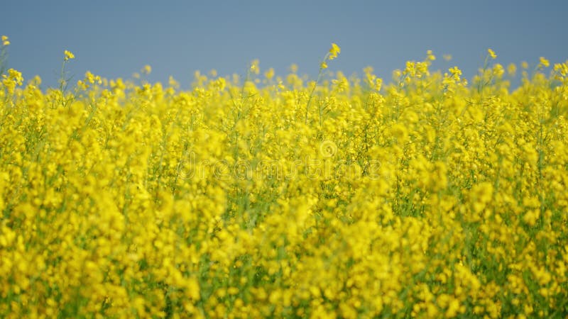 Raapzaadveld en blauwe lucht. selectieve focus.