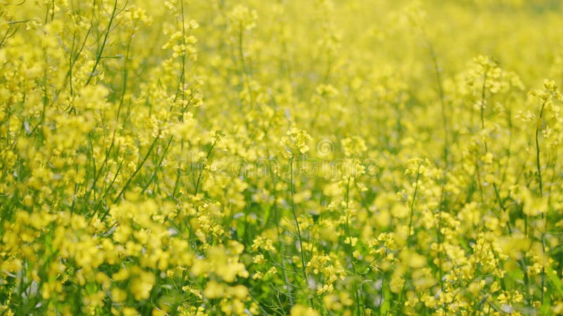 Raapzaadveld. raapzaadbloemen die in de wind bewegen.