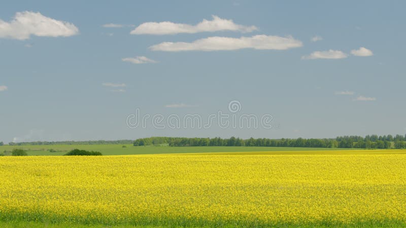 Raapzaadvelden bloeien op een zonnige dag. panorama.