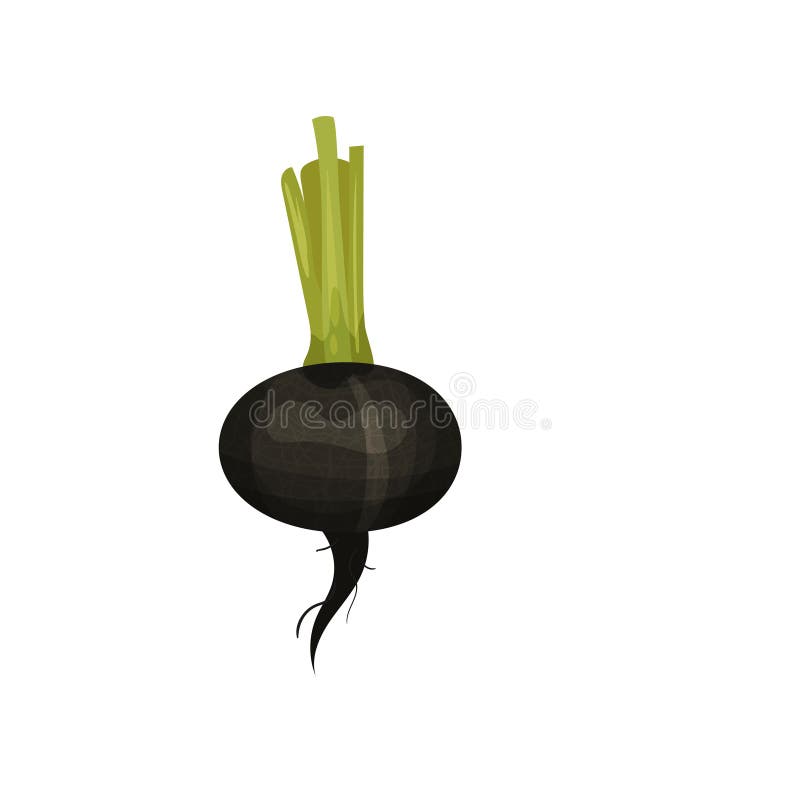 Rabanete preto maduro Vegetal fresco do jardim Produto natural e saudável Planta cultivada Ícone liso do vetor ilustração royalty free Rabanete preto maduro Vegetal fresco do jardim Produto natural e saudável Planta cultivada Ícone liso do vetor ilustração royalty free