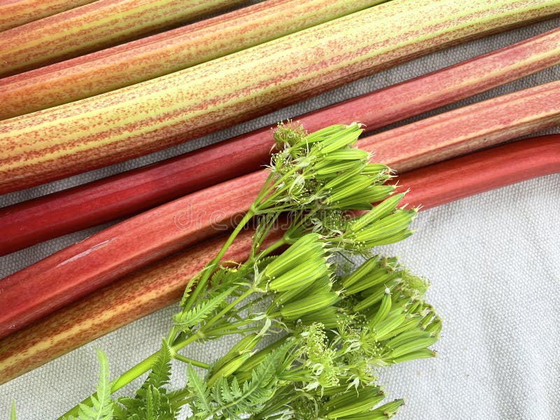 Rhubarb stems and and sweet cicely leaves and seedcases on a table, top view, closeup with selective focus. Rhubarb stems and and sweet cicely leaves and seedcases on a table, top view, closeup with selective focus