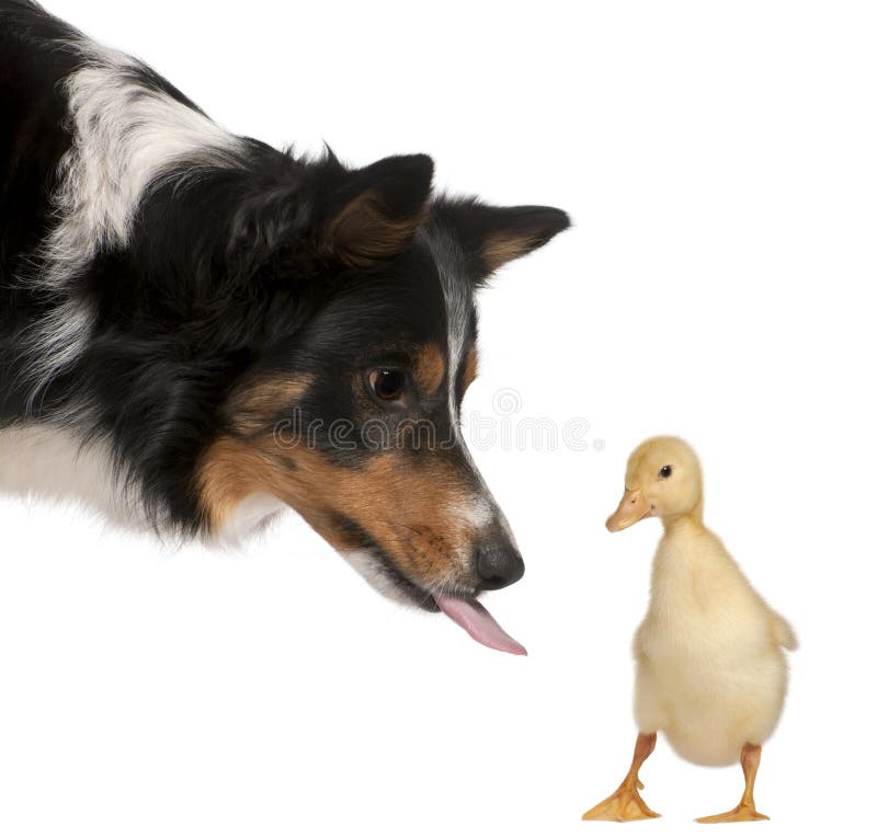 Female Border Collie, 3 years old, playing with duckling, 1 week old, in front of white background. Female Border Collie, 3 years old, playing with duckling, 1 week old, in front of white background