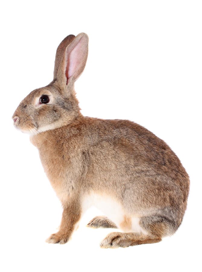 Brown rabbit,isolated. stock photo. Image of farm, isolated - 13040802