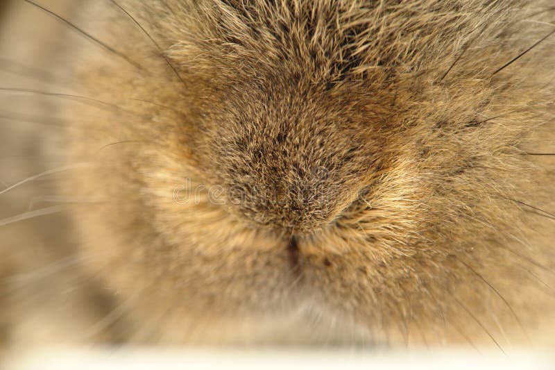 Rabbit mouth and nose stock photo. Image of grey, clean 33908096