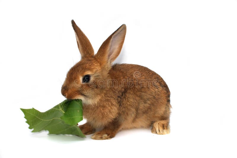 Cute Chocolate Lionhead Bunny Rabbit is Eating a Carrot Stock Photo