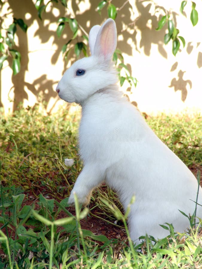 Blanco conejo buscando adelante sobre el pascua de resurrección.