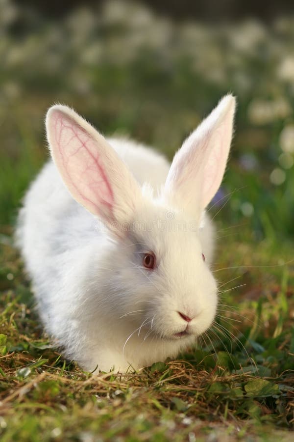 Rabbit albino stock photo. Image of cuddly, herbivorous - 8889302