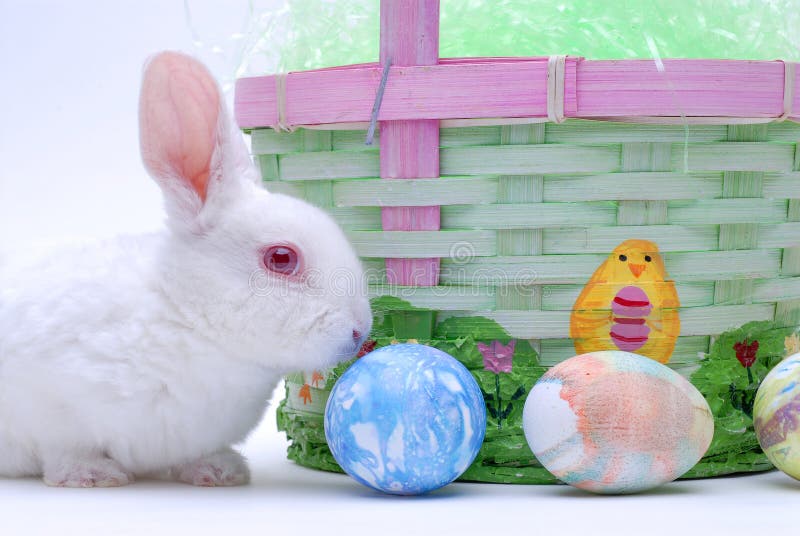 Rabbit in basket