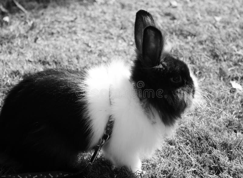 Rabbit stock photo. Image of color, black, reflection - 48091354