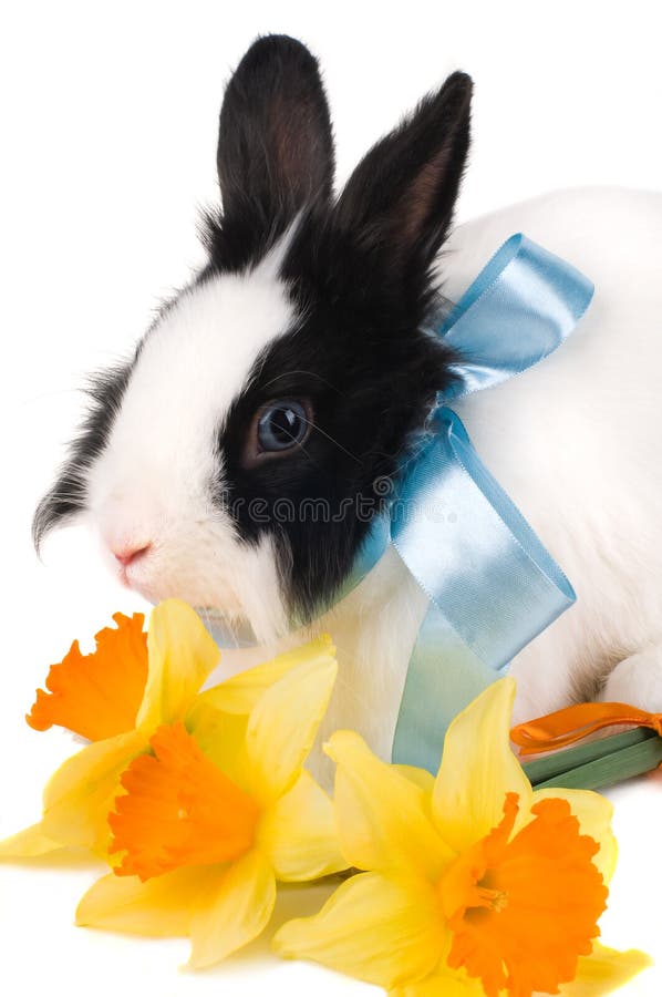 Rabbit with blue ribbon and bouquet of yellow narc