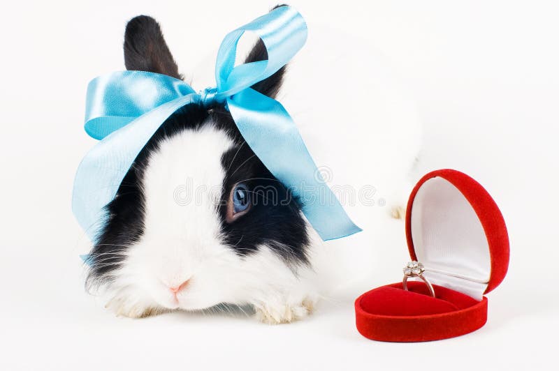 Rabbit with blue ribbon and Wedding ring in case i