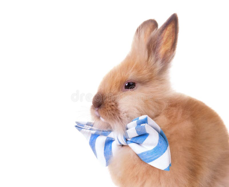Rabbit with bow tie stock image. Image of accessory, color - 29615529