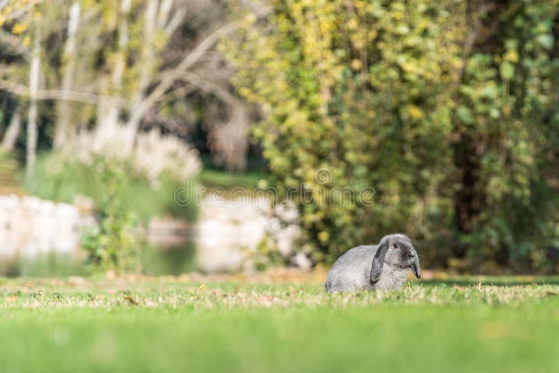 Rabbit, bunny outdoor stock photo. Image of spring, green 88510802
