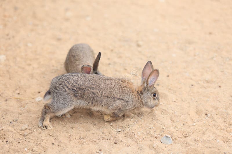 Rabbit Bunny on the Sand in a Paddock on a Summer Day Stock Image