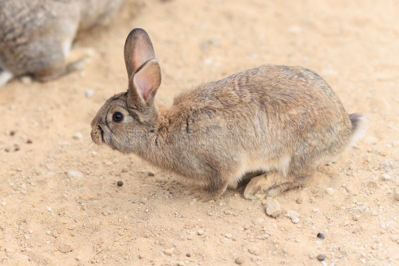 Rabbit Bunny on the Sand in a Paddock on a Summer Day Stock Photo