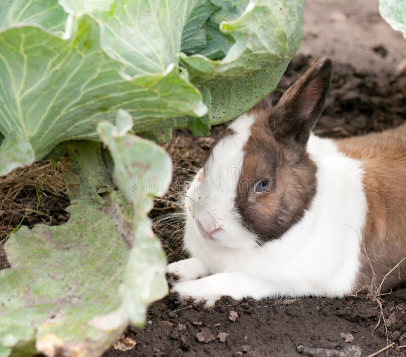 Rabbit and cabbage stock photo. Image of holiday, fluffy 26323276